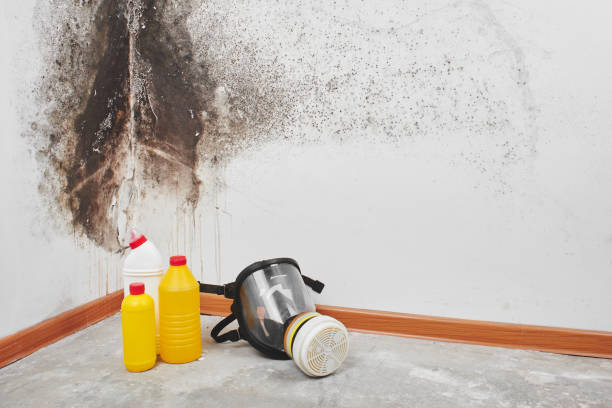 Best Post-Flood Mold Remediation in West Chicago, IL