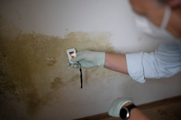 Best Residential Mold Remediation in West Chicago, IL