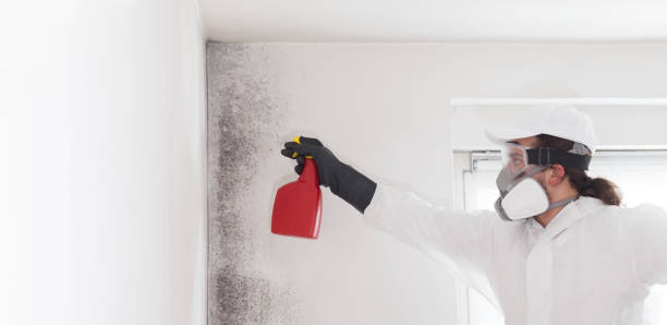 Professional Mold Remediation in West Chicago, IL