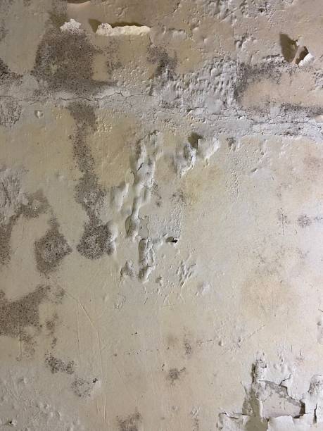 Best DIY Mold Remediation Support Services in West Chicago, IL