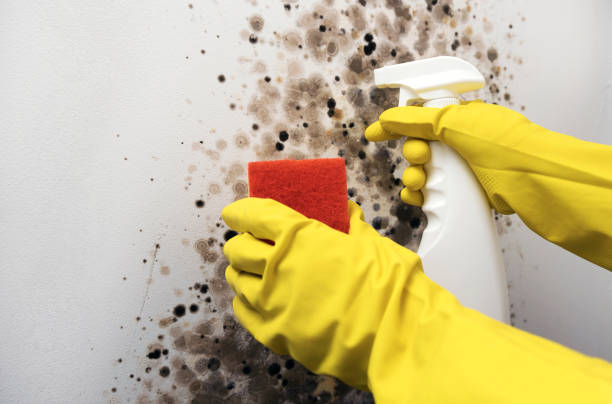 Best Black Mold Remediation in West Chicago, IL