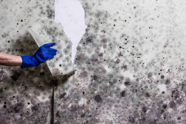 Best DIY Mold Remediation Support Services in West Chicago, IL